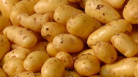 Small potatoes: Space for spuds at 20-year low as prices fall