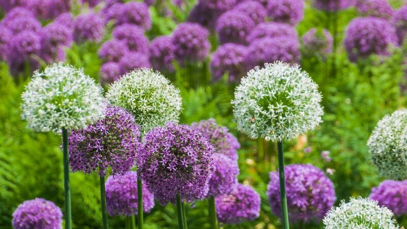 Purple and white alliums in full bloom. Photograph: iStock