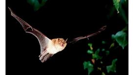Killer bat disease on the move