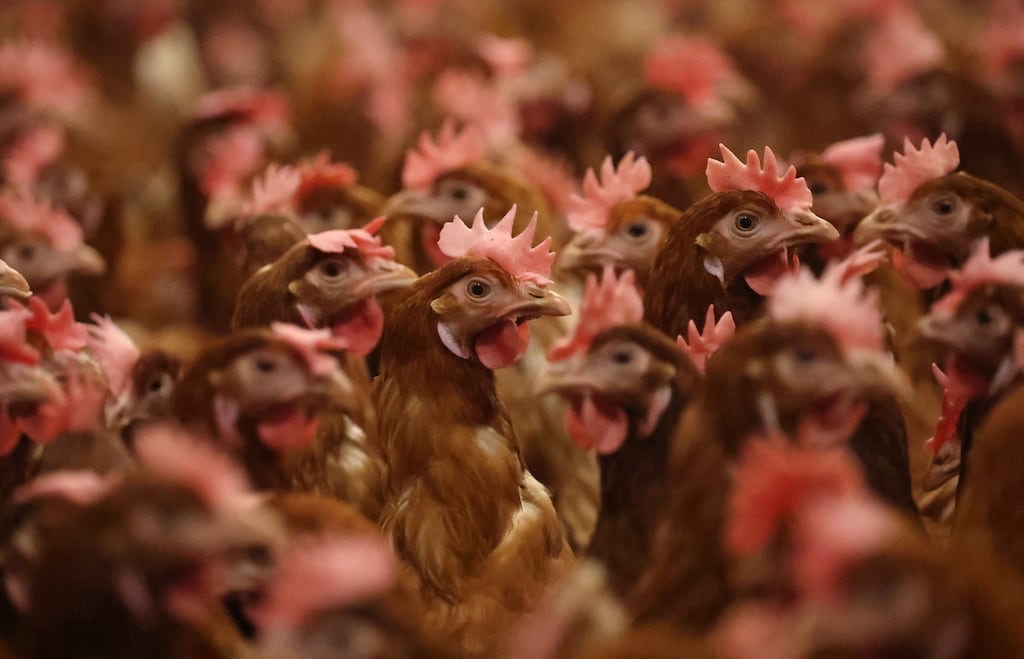 Bird flu: Poultry farmers in Cork have expressed fears the disease could spread to their flocks, with farmers rearing free-range turkeys for Christmas particularly concerned. Photograph: Nathan Stirk/Getty