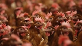 A wildlife park is shut and local farmers are nervous – how should avian flu be tackled?