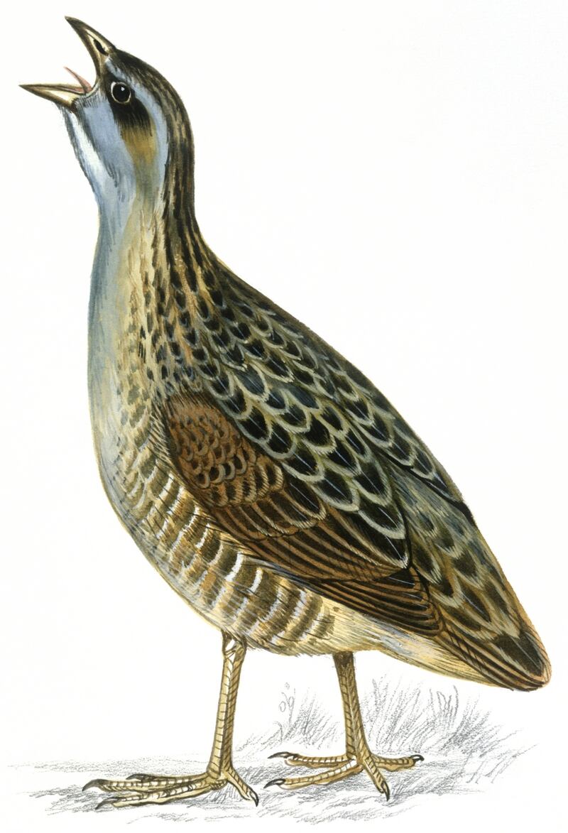 Corncrake
