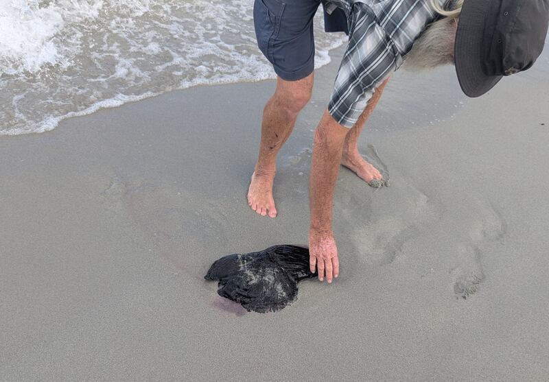 A sea hare spotted on a beach in western Australia. Photograph: Michael Cullen