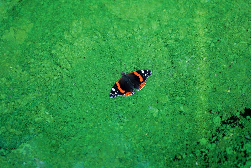 A butterfly caught in the toxic algae of Lough Neagh. Photograph: Enda O'Dowd
