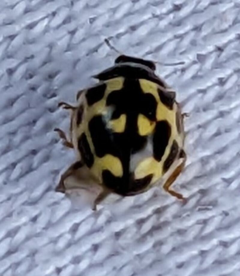 A 14-spot ladybird discovered by Cara Ní Mhuirí