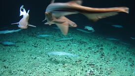 Baby sharks: Rare shark nursery found off west coast of Ireland