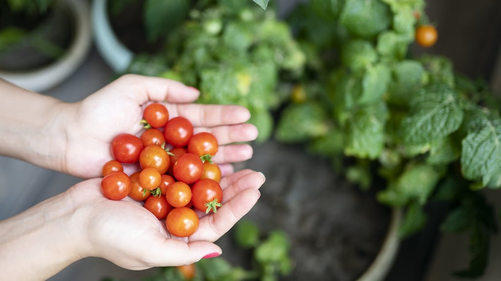 Late February is a great time to sow tomato seed for planting out in late spring/early summer. Photograph: Getty Images