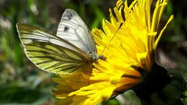 National biodiversity data centre seeks to turn tide of wildlife decline