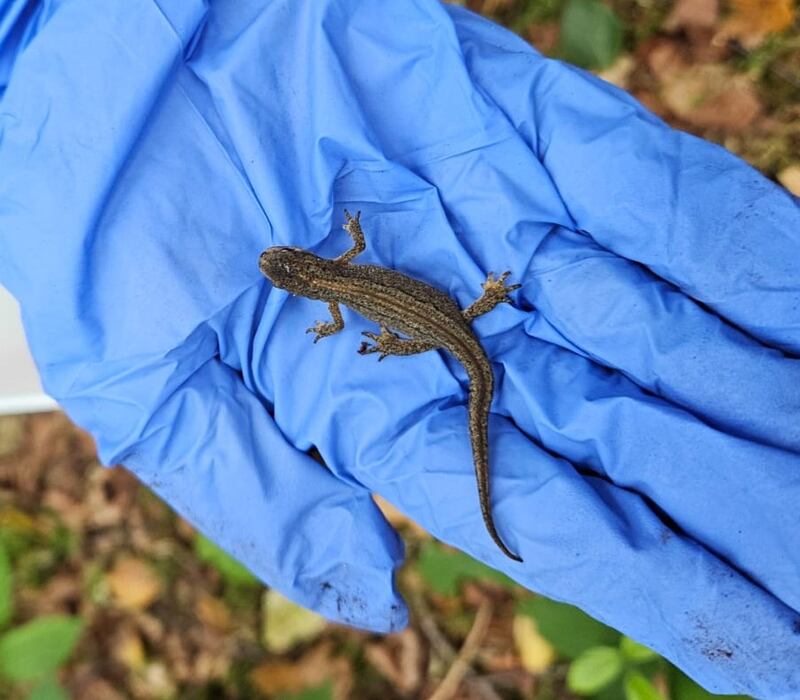A newt, a native species of amphibian. Photograph: Conor Toland