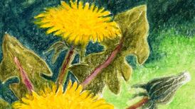 Climate change or just a late spring: what to make of the messages plants send us?