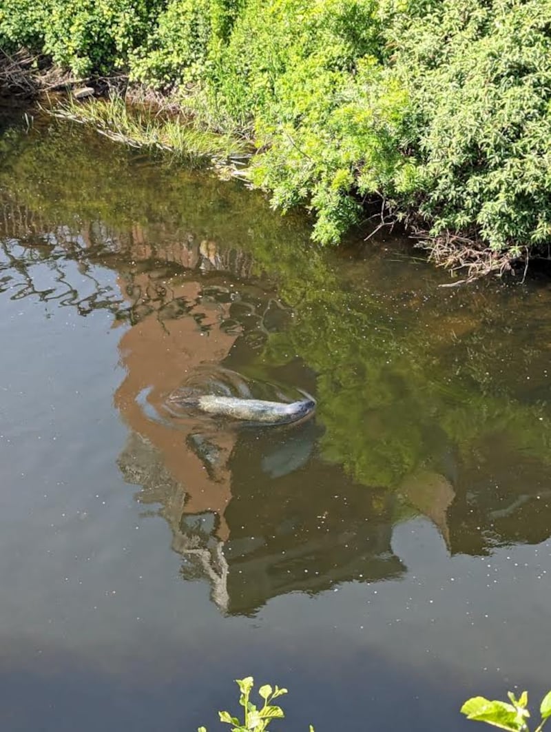 Seal in the Liffey, supplied by D Cooney