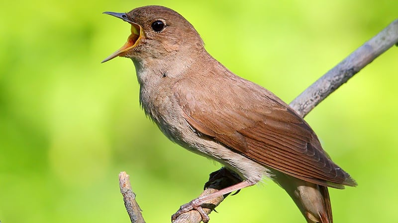A nightingale