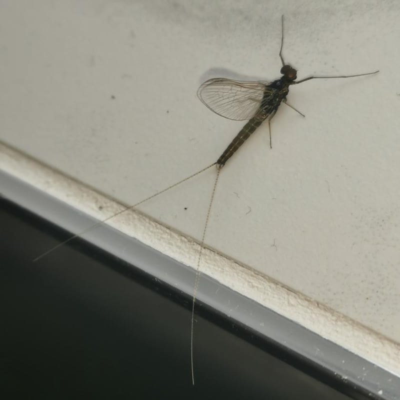 Adult mayfly