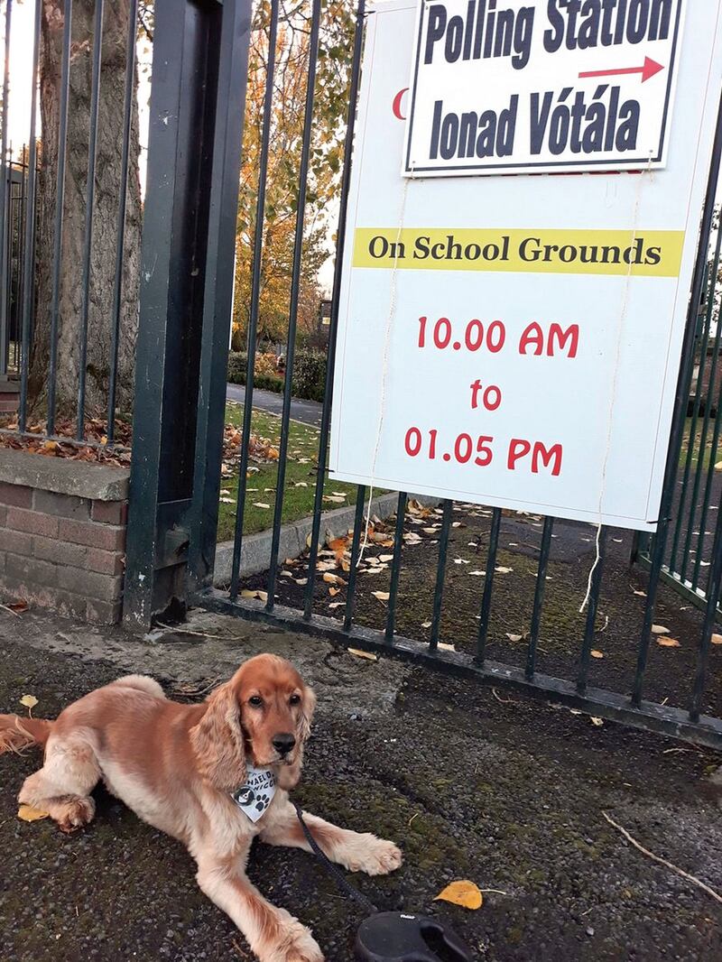 Bernard Harbor’s dog Hugo waiting outside a polling station. Photograph: Bernard Harbor/PA Wire