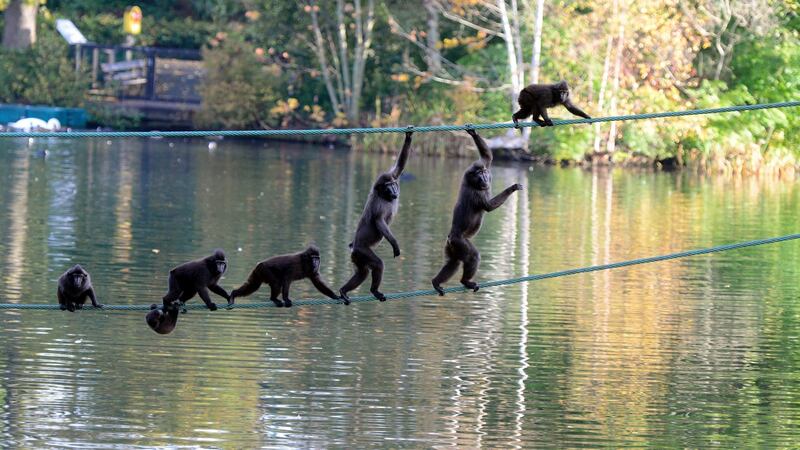 A family of Sulawesi Crested Macaques at Dublin Zoo. Photograph: Cyril Byrne