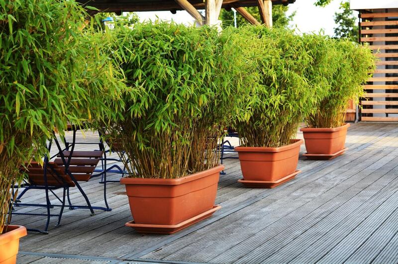 Consider growing a couple of tall, handsome evergreen specimen plants in large planters such as bamboos. Photograph: Getty Images