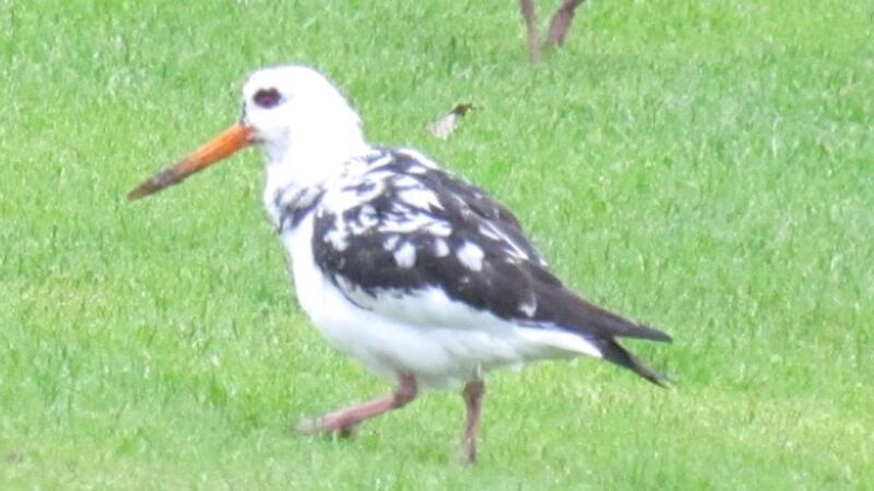 Eyes on nature: the leucistic oystercatcher that Gearóid Mac Coitir saw at his school, in Skerries