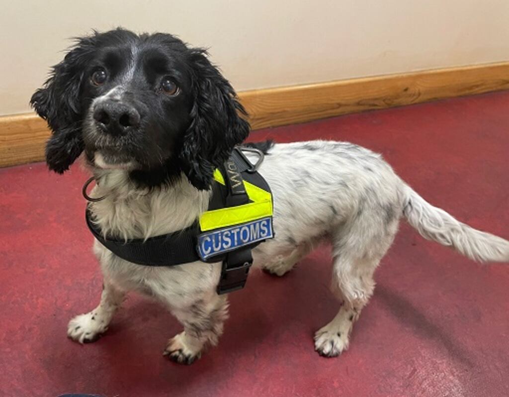Jasper, the Customs detector dog which helped discover a large haul of cocaine at Rosslare Europort at the weekend. Photograph: Revenue