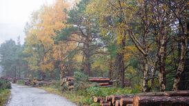 Ireland can be a leader  in the new bioeconomy