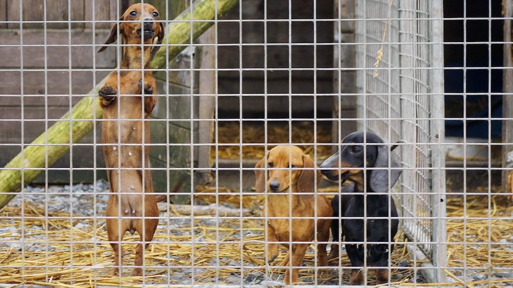Dachshund pups at an illegal puppy farm in North Tipperary which was raided by the ISPCA and gardaí. Photograph: Fergal Shanahan