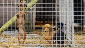 Ireland is ‘puppy farm capital’ of Europe