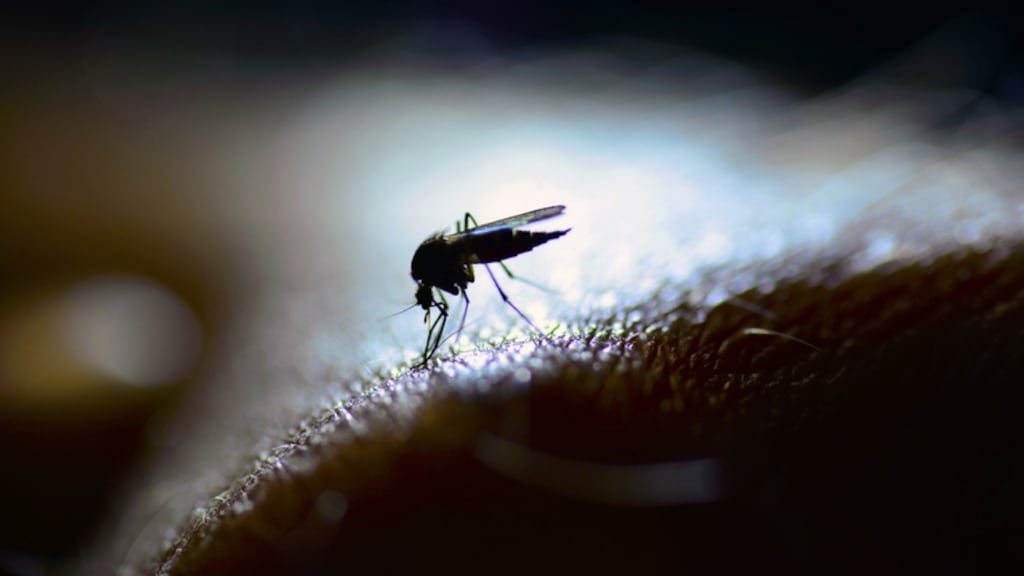 Some of the Government funding will go towards the fight against malaria. Photograph: Getty