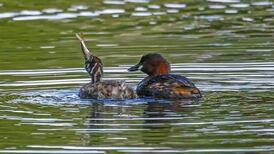 Eye on Nature: What’s this bumblebee with a queue of drones on its back?