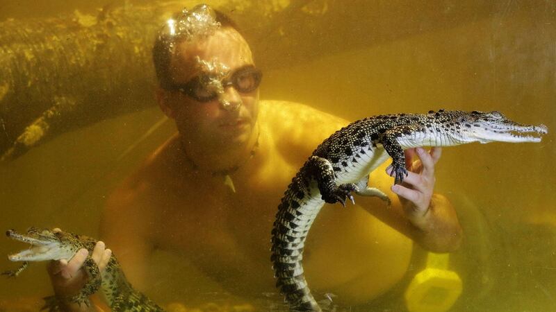Salt Water Crocodiles at the Reptile Village Zoo in Kilkenny