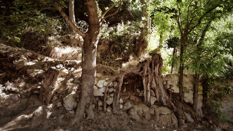 The hillside in Auvers-sur-Oise: the roots painted by Van Gogh on his last day alive. Photograph: Arthénon