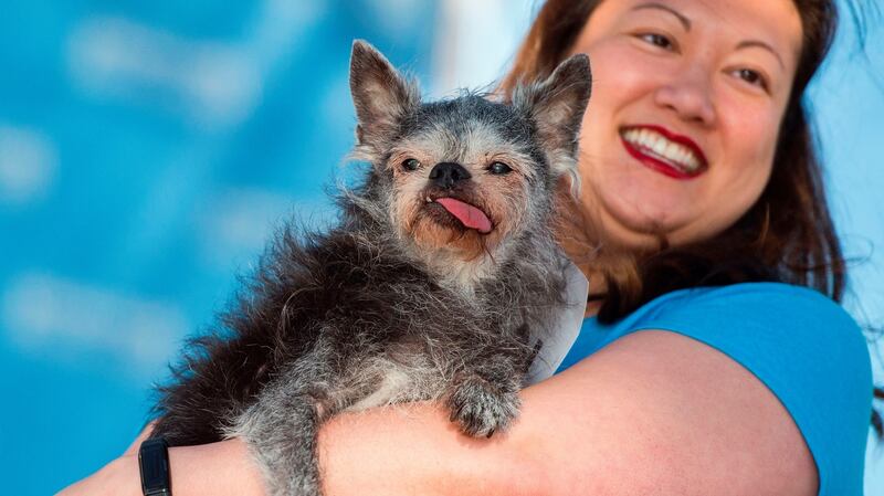 Miriam Tcheng holds her Brussel Griffon Pug ‘Moe’ during the ugly dog competition. Photograph: Josh Edelson/Getty