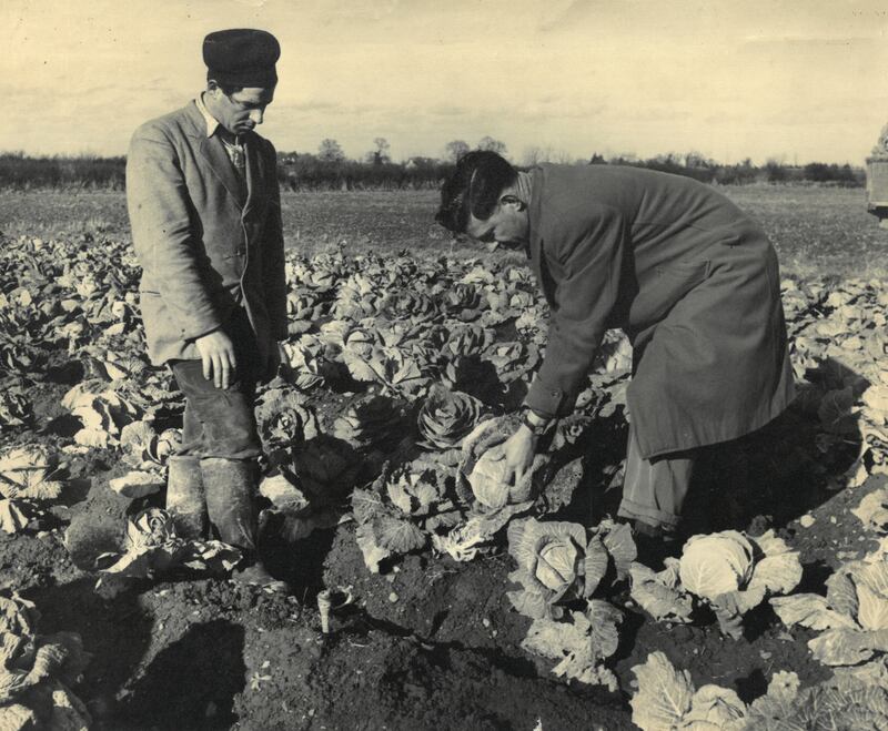 Michael King, a horticultural instructor in County Dublin, demonstrates cabbage selection (Teagasc).
