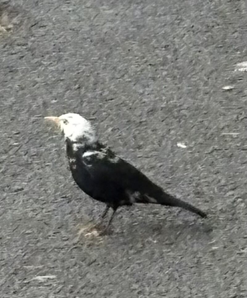Male blackbird with leucism. Photograph: Antoinette Donohue