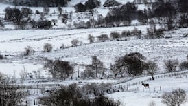 Man killed after tree falls on van in Northern Ireland
