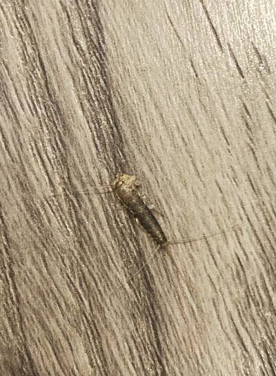 Silverfish hide indoors and emerge at night to feed. Photograph: Yvonne Sheridan