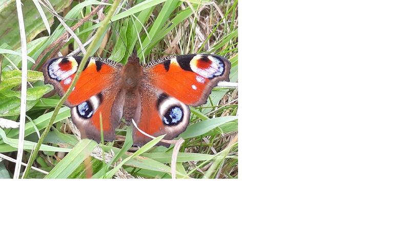 Peacock butterfly