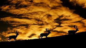 OPW rejects Green Party idea of lighting Phoenix Park for joggers