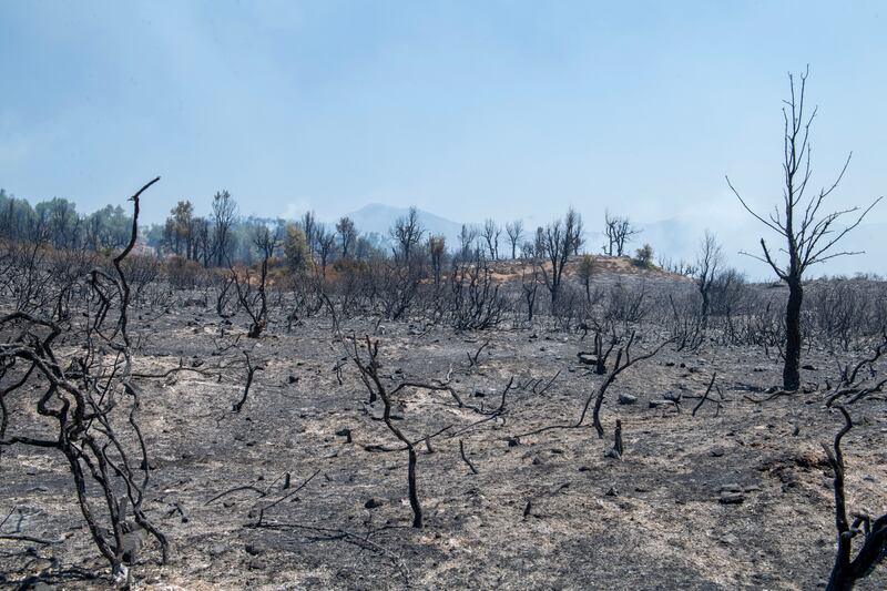 The afermath of a forest fire near Chefchaouen, Morocco