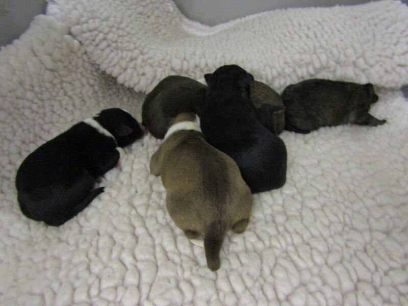 The puppies will be rehomed in the New Year. Photograph: ISPCA