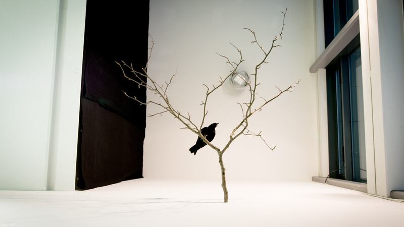 Visual art: Sabine Mac Mahon finds a cure for 1916 fatigue