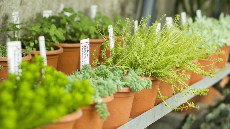 The Irish Hospice Foundation (IHF) has launched its 2022 Pledge to Plant initiative.