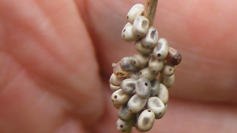 Eye on nature: Niamh Lennon’s emerald moth eggs