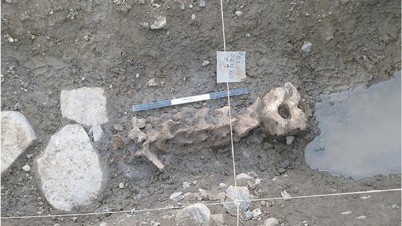 Cattle neck vertebrae found at Kilshane that are more than 5,000 years old. Photograph: courtesy Transport Infrastructure Ireland