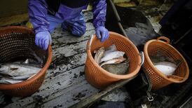 Ireland among worst offenders for overfishing, says new report