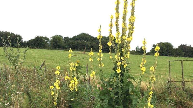 Mullein on the Waterford Greenway