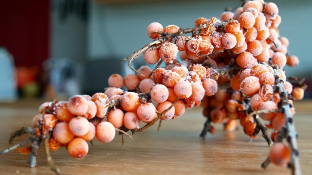 Some sea buckthorn berries foraged by Catherine Cleary on North Bull Island in Dublin
