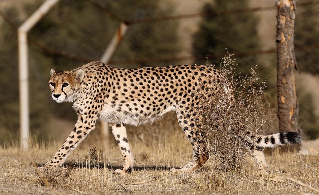 Cheetahs are set to roam in India for the first time since being declared extinct in 1952. File photograph: ATTA KENARE/AFP via Getty Images