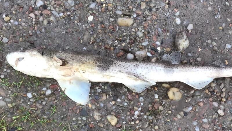 A dogfish found on Cushendun beach
