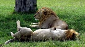 Scientists warn of heightened possibility of mass extinction