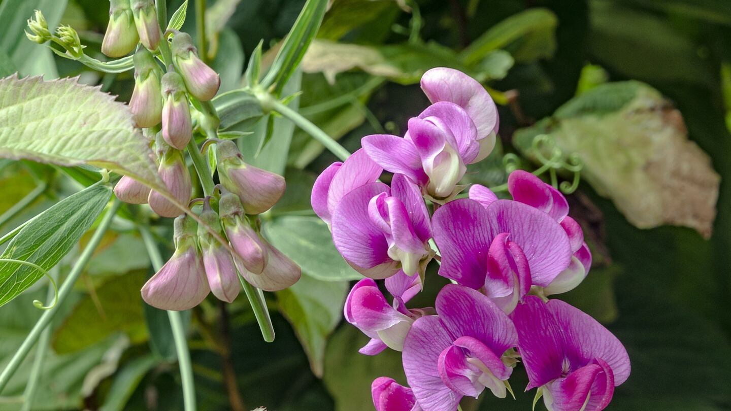 Sweet pea:  demands a position in full sun and a very fertile, moisture-retentive but free-draining soi. Photograph: Getty