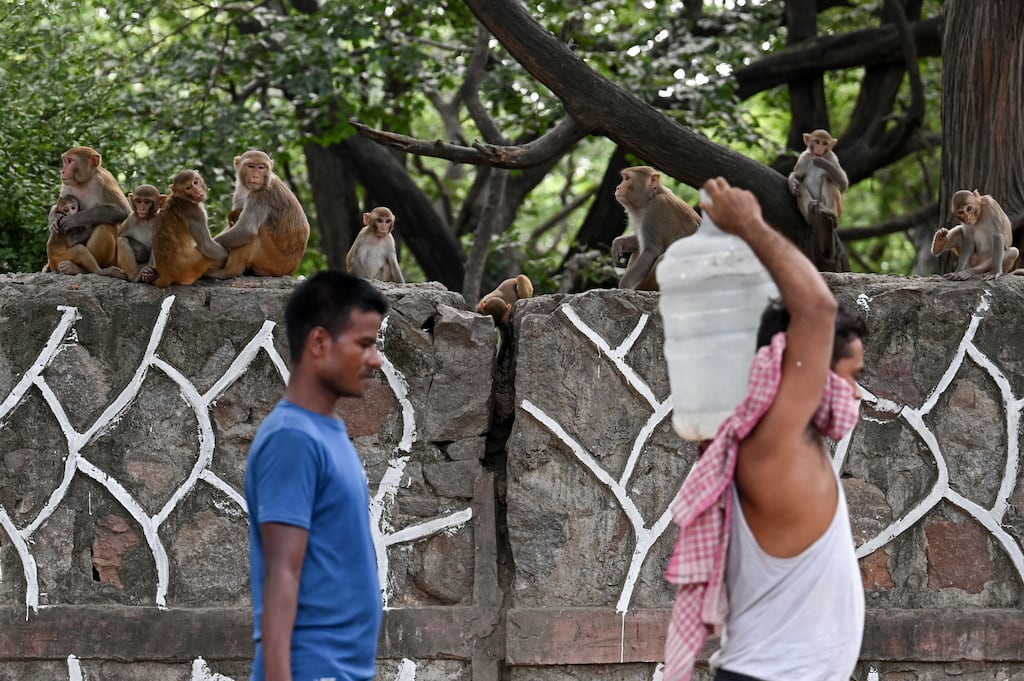Monkeys have commandeered New Delhi roads, public buildings, parks and bungalows occupied by India’s power elite. Anyone attempting to trap them is either beaten up or chased away by a reverential public. Photograph: Arun Sankar/AFP